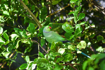 red and green parrot