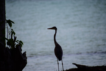 great blue heron ardea cinerea