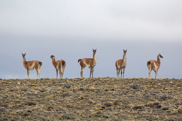 Vicuñas in Patagonia, Argentina.