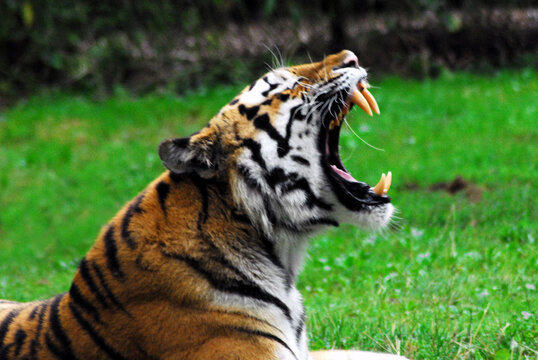 WILDLIFE- Extreme Close Up of a Bengal Tiger With Mouth Open