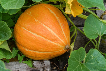 Obraz premium a large ripe yellow pumpkin is lying in a garden bed