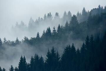 Forest in the morning mist in the mountain. Spruce tops in fog in autumn.
