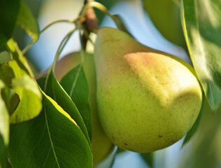Ripe pear on tree branch