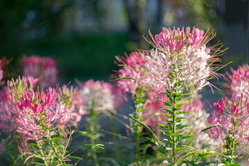 Pink decorative flowers on a blurred scenic background in the city in the early morning. Bokeh effect.