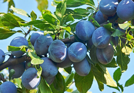 Ripe blue plums on branches