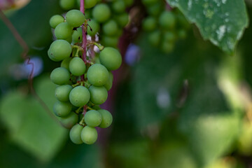 close up of a bunch of green grapes