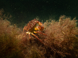 A closeup underwater picture of a crab taking shelter in seaweed. Picture from Oresund, Malmo in southern Sweden.