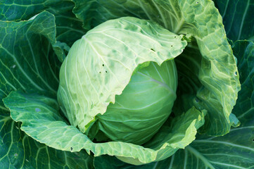 Obraz premium a large head of cabbage in the garden