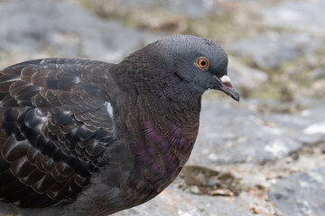 Closeup of a pigeon, Columba livia