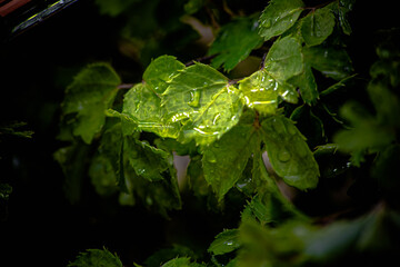 gotas