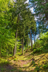 Clearing in a wonderful forest on a sunny day