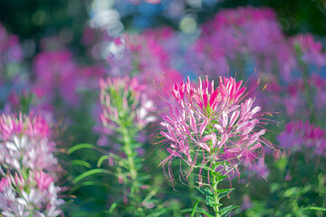 Pink decorative flowers on a blurred scenic background in the city in the early morning. Bokeh effect.