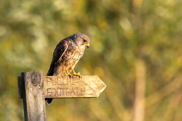 Watchful Kestrel on a Signpost