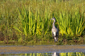 Grey Heron at the Edge of the Water