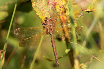 Male Brown Hawker Dragonfly