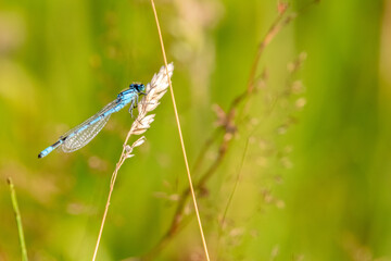 Common Blue Damselfly on a Grass Stalk