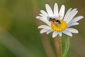 Tapered Dronefly on a Flower