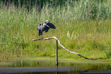 Grey Heron with Wing Outstretched