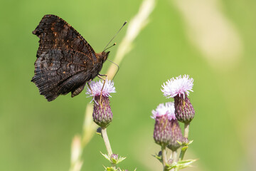 Peacock Butterfly on a Pink Thistle Flower