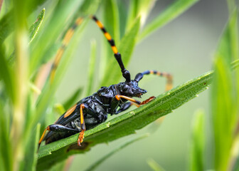 Side view of a Long-jawed Longhorn Beetle along the nature trail in Pearland!