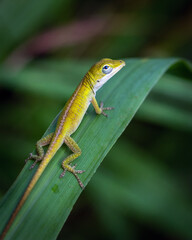 A small Green Anole on a plant leaf along the nature trail in Pearland!