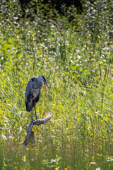 Grey Heron on a Branch
