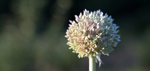 Ripening seeds of Onion garlic. Garlic seeds on a natural blurred background. Summer-autumn natural background. The concept of breeding, of agriculture, with space for copy.