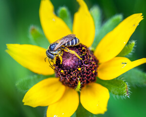 Poey's Furrow Bee on a Cone Flower along the nature trail in Pearland!