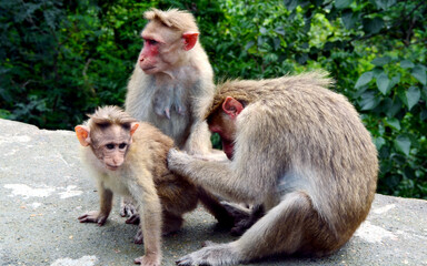 Fototapeta premium mother and baby