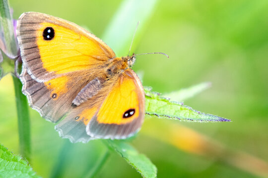 Female Gatekeeper Butterfly