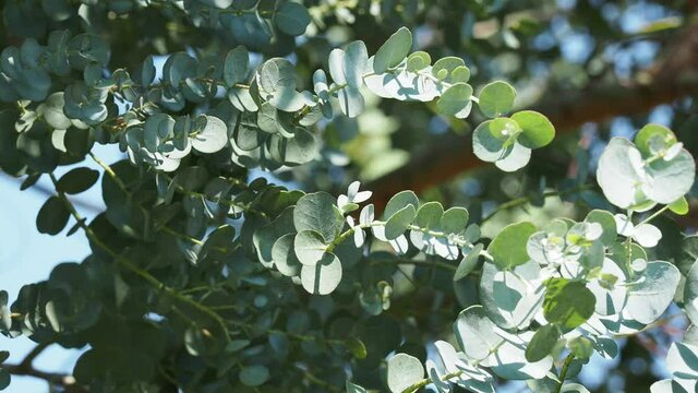 (Eucalyptus gunnii) - Mostgummi-Eukalyptus. Junge bl&auml;ulich-gr&uuml;n und rund Eukalyptusbl&auml;tter, altes bl&auml;tter sind silbrig-gr&uuml;n und l&auml;nglich-oval