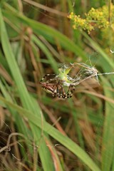 Wespenspinne (Argiope bruennichi) mit Beute.