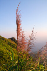 Grass flowers