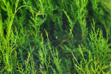 A small hunter spider sits on a web in anticipation of the victim against the background of a green thuja, in nature.