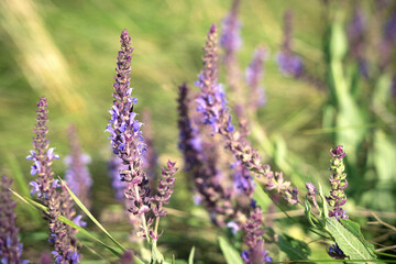Purple beautiful blooming wildflowers on a background of green grass in modern art processing. Natural summer-autumn background. concept of wild nature beauty.