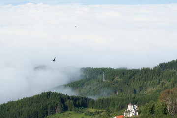 Fototapeta premium Dramatic morning mist in the mountains of Kopaonik, Serbia, and a bird flight in the clouds