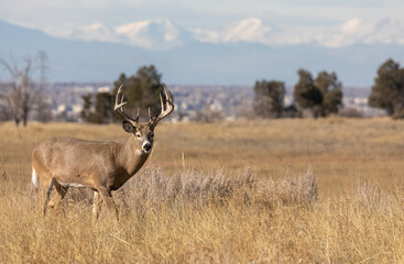 Whitetail Deer Buck in the Fall Rut