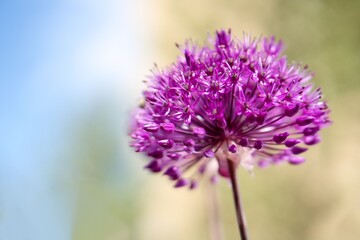 Allium 'AMBASSADOR' ornamental garlic