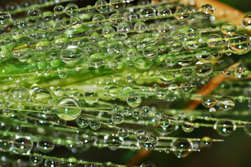 Drops on plant after the rain