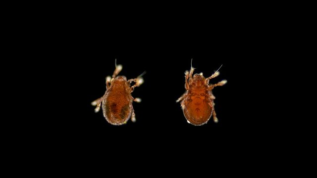 mite(acari) Oribatida under microscope are saprosphago, scavengers, some species of predators, order Sarcoptiformes, possibly of the family Tectocepheidae