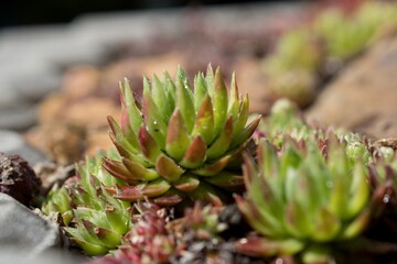 Frost-resistant succulents in the garden