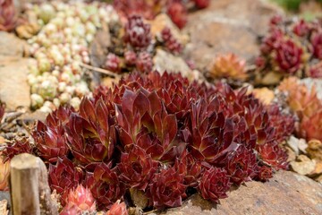 Frost-resistant succulents in the garden