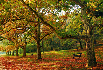 Trees and leaves at the park in autumn