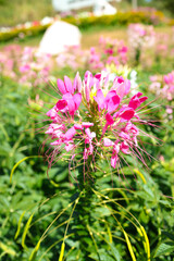Pink flower