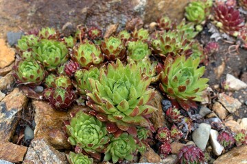 Frost-resistant succulents in the garden
