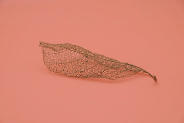 Transparent skeleton leaf on a pink background. Copy space. Minimalism.