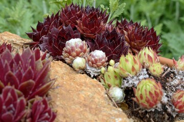 Frost-resistant succulents in the garden