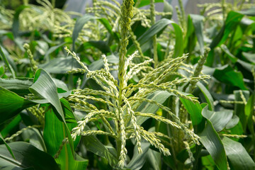 トウモロコシ畑