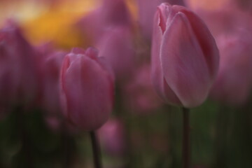Obraz na płótnie Canvas pink tulip flower