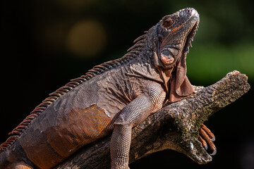 Brown massive Iguana reptile lying and basking on a protruding branch close up